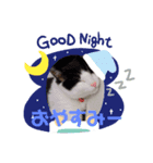 ハチワレ猫のごまちゃん♡保護猫（個別スタンプ：5）
