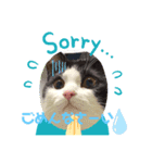 ハチワレ猫のごまちゃん♡保護猫（個別スタンプ：6）
