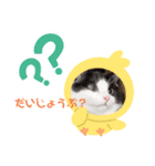 ハチワレ猫のごまちゃん♡保護猫（個別スタンプ：7）
