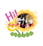ハチワレ猫のごまちゃん♡保護猫（個別スタンプ：8）