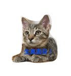 ココアちゃん 1（個別スタンプ：2）