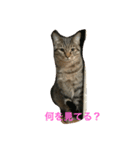 ココアちゃん 1（個別スタンプ：3）