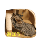 ココアちゃん 1（個別スタンプ：8）