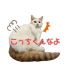 短足マンチカンのちくわさん（個別スタンプ：4）
