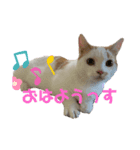 短足マンチカンのちくわさん（個別スタンプ：8）