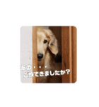 Lkun（個別スタンプ：4）