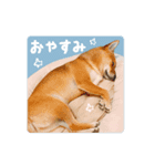 豆柴ななちゃんのスタンプ（個別スタンプ：3）
