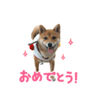 豆柴ななちゃんのスタンプ（個別スタンプ：4）