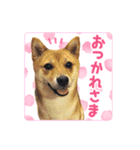 豆柴ななちゃんのスタンプ（個別スタンプ：6）