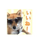 豆柴ななちゃんのスタンプ（個別スタンプ：8）