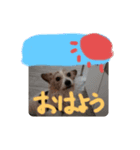 ラブ＆コロン（個別スタンプ：1）