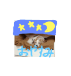 ラブ＆コロン（個別スタンプ：2）