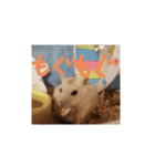 ラブ＆コロン（個別スタンプ：5）