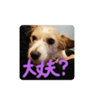 ラブ＆コロン（個別スタンプ：7）