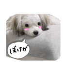 わたちゃんのスタンプ（個別スタンプ：2）