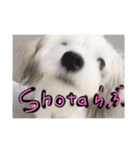 わたちゃんのスタンプ（個別スタンプ：4）