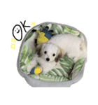 わたちゃんのスタンプ（個別スタンプ：8）