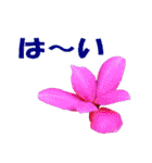 花スタ挨拶（個別スタンプ：1）