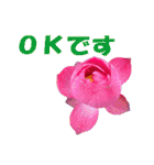 花スタ挨拶（個別スタンプ：4）