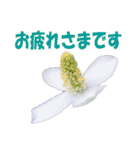 花スタ挨拶（個別スタンプ：5）