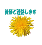 花スタ挨拶（個別スタンプ：8）