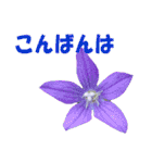 花スタ挨拶（個別スタンプ：9）