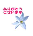 花スタ挨拶（個別スタンプ：10）