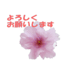 花スタ挨拶（個別スタンプ：11）