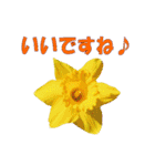花スタ挨拶（個別スタンプ：13）
