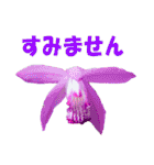 花スタ挨拶（個別スタンプ：15）