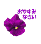 花スタ挨拶（個別スタンプ：16）