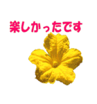 花スタ挨拶（個別スタンプ：19）
