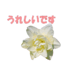 花スタ挨拶（個別スタンプ：22）