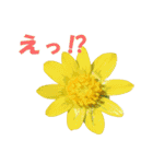 花スタ挨拶（個別スタンプ：23）
