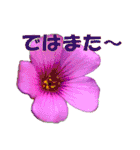花スタ挨拶（個別スタンプ：28）