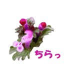 花スタ挨拶（個別スタンプ：29）