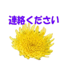 花スタ挨拶（個別スタンプ：33）