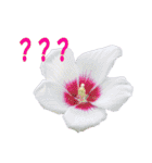 花スタ挨拶（個別スタンプ：35）