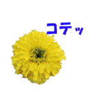 花スタ挨拶（個別スタンプ：38）