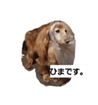 わんこによる日常会話✨（個別スタンプ：2）