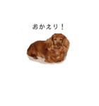 わんこによる日常会話✨（個別スタンプ：4）