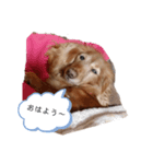 わんこによる日常会話✨（個別スタンプ：5）