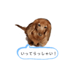 わんこによる日常会話✨（個別スタンプ：6）