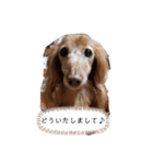 わんこによる日常会話✨（個別スタンプ：8）