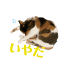 うちの三毛猫（個別スタンプ：1）
