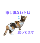 うちの三毛猫（個別スタンプ：2）