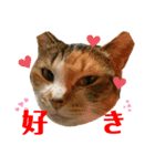 うちの三毛猫（個別スタンプ：3）