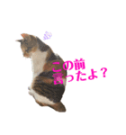 うちの三毛猫（個別スタンプ：4）