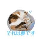 うちの三毛猫（個別スタンプ：5）