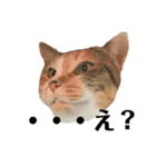うちの三毛猫（個別スタンプ：6）